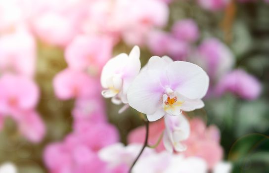 Beautiful orchid flower in Morning sun with natural background, Select the focus and blur, Make Lens Flare.