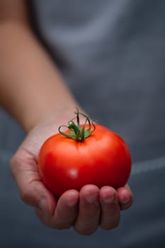 Farmer hands have ripe red tomatoes. Choose focus point. Good health concept.  Vertical picture style.