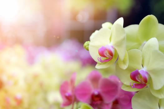 Beautiful orchid flower in Morning sun with natural background, Select the focus and blur, Make Lens Flare.