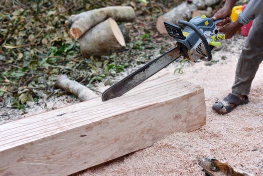 Felling tree with chainsaw in the forest. Concept of deforestation or Wood processing concept for construction. or Sawmill industry. Selected focus