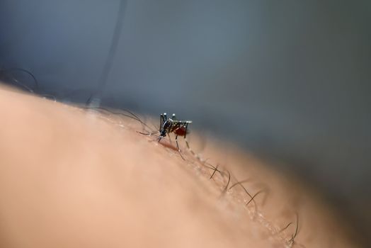 aegypti mosquito on human skin. Dangerous Infected Mosquito Skin Bite. Leishmaniasis, Encephalitis, Yellow Fever, Dengue, Malaria Disease, Mayaro or Zika Virus Infectious Culex Mosquito Parasite.