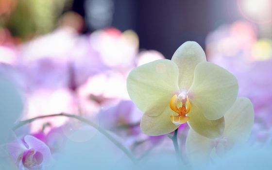 Beautiful orchid flower in Morning sun with natural background, Select the focus and blur, Make Lens Flare.