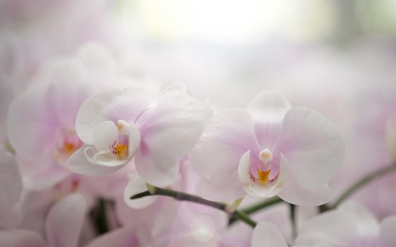 Beautiful orchid flower in Morning sun with natural background, Select the focus and blur, Make Lens Flare.