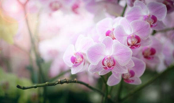 Beautiful orchid flower in Morning sun with natural background, Select the focus and blur, Make Lens Flare.