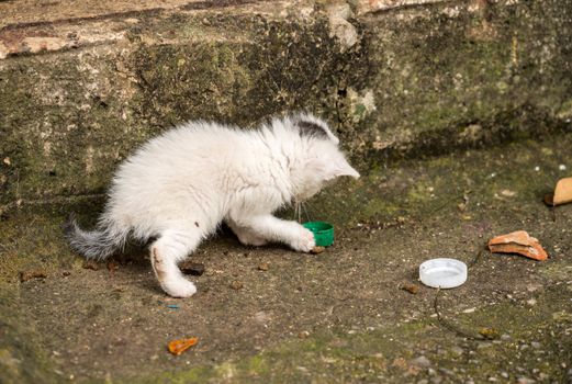 Single white stray kitten playing with bottle cap on streets of Kotor in Montenegro