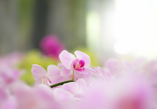 Beautiful orchid flower in Morning sun with natural background, Select the focus and blur.