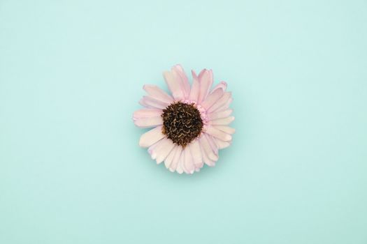 Flower on blue background with valentine concept.