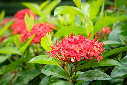 Red spike flower.King Ixora blooming