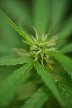 flowering marijuana plant. Medical cannabis flowering Bright green.  shot with macro lens. Hashish, hemp medical Lush, green ganja plant. High THC and CBD. Selective Focus.