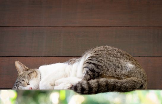 The cat is sleeping on the glass in wooden background.
