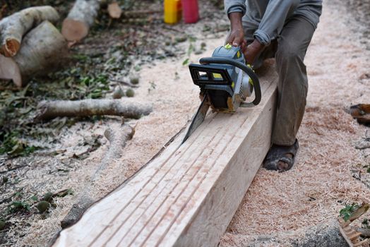 Felling tree with chainsaw in the forest. Concept of deforestation or Wood processing concept for construction. or Sawmill industry. Selected focus