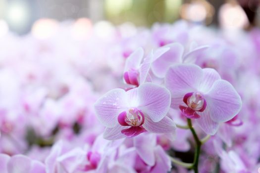 Beautiful orchid flower in Morning sun with natural background, Select the focus and blur, Make Lens Flare.