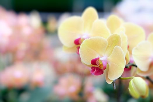 Beautiful orchid flower in Morning sun with natural background, Select the focus and blur.