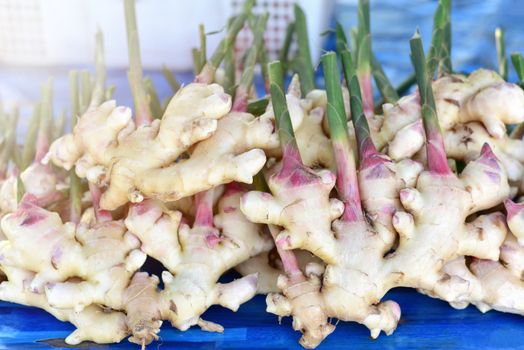 Fresh ginger plant from agriculture farm - young plant ginger root for spices. harvest ginger root on field agricultural area for sold in the market. Selected focus
