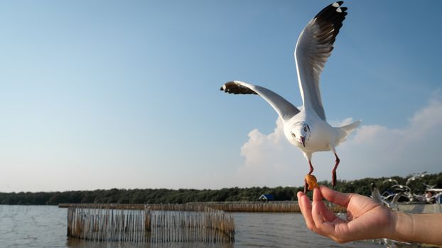 The hand of a woman who feeds the seagulls to eat at The Bang Pu Recreation Center in Samutprakarn, Thailand.