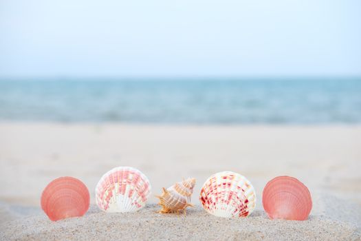 Shellfish on the sand with the turquoise sea background.