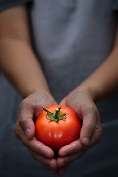 Farmer hands have ripe red tomatoes. Choose focus point. Good health concept.