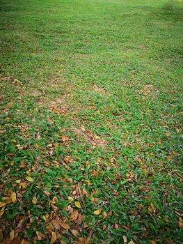 fallen autumn leaves on green grass, for background.
