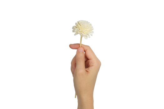 Hand holding dry flower isolated on white background with clipping path