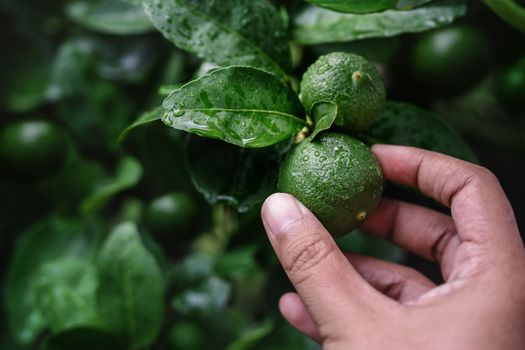 Closeup of Farmer's Hand Picking a Fresh Green Lemon in Organic Farm. Native to Southeast Asia. Shot on Rainy Day or after Watering. 