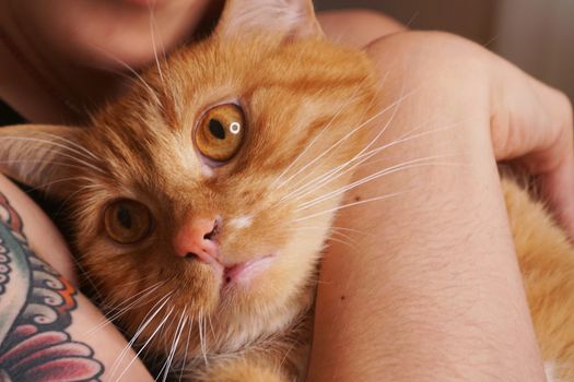 Beautiful young woman with a fluffy red cat on hand