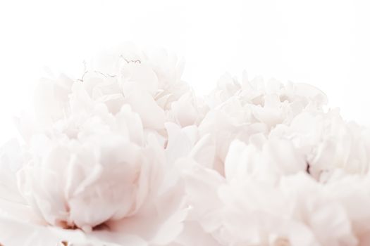 Pastel peony flowers in bloom as floral art background, wedding decor and luxury branding design