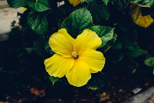 Single yellow hibiscus flower in suumer sunny day