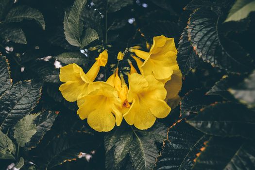 Yellow flowers of the trumpet vine on tree