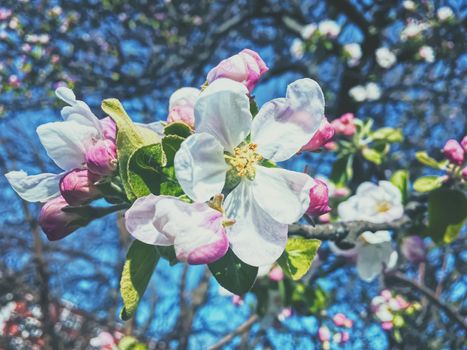 Blooming apple tree flowers in spring as floral background, nature and agriculture