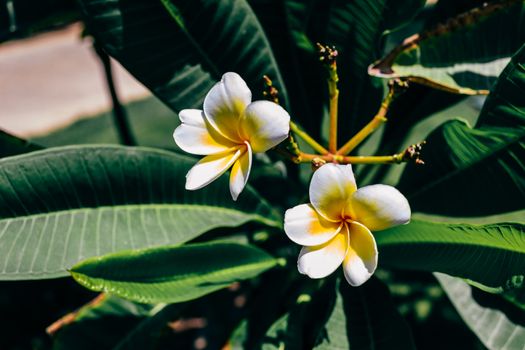 Two white frangipani flowers with green leaves