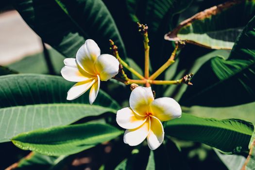 White frangipani flowers in suumer sunny day