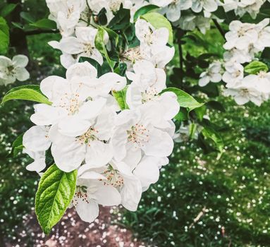 Blooming apple tree flowers in spring garden as beautiful nature landscape, plantation and agriculture scenery