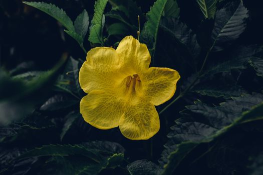 Yellow flowers of the trumpet vine. Close up