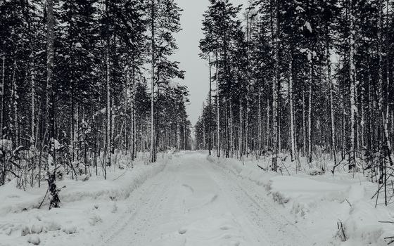 Long winter road in pine forest. Black and white.