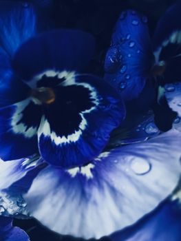 Blue flower on dark background, floral and nature concept