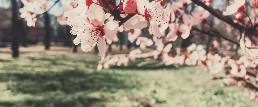 Vintage background of apple tree flowers bloom, floral blossom in sunny spring