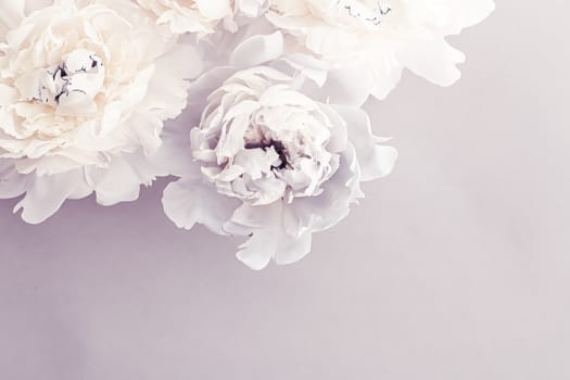 Blooming peony flowers as floral art on violet background, wedding decor and luxury branding design