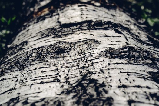 Background of the birch tree bark Selective focus