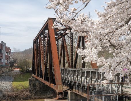 Old steel girder bridge carrying walking and cycling trail in Morgantown over Deckers Creek with cherry blossoms