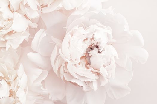 Pastel peony flowers in bloom as floral art background, wedding decor and luxury branding design