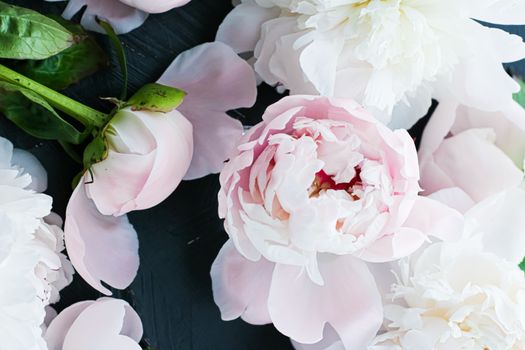 Blooming peony flowers as floral art background, botanical flatlay and luxury branding design