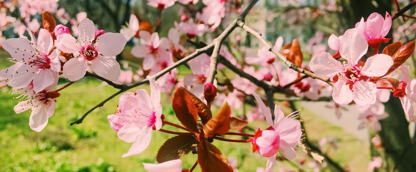 Apple tree flowers bloom, floral blossom in sunny spring