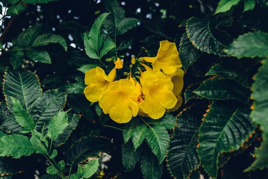 Yellow flowers of the trumpet vine with green leaves