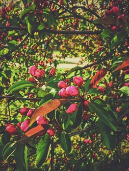 Red berries on tree at sunset in spring, nature and agriculture