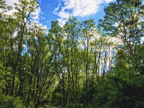 Countryside woods as rural landscape, amazing trees in green forest, nature and environment scenery