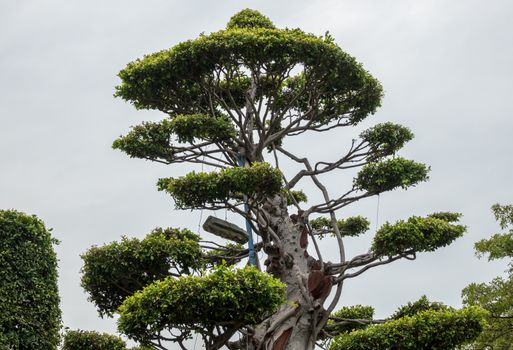 Ornamental trees and bushes being carved into shape in Bailuzhou Park, Xiamen
