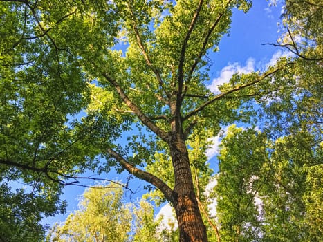 Countryside woods as rural landscape, amazing trees in green forest, nature and environment scenery