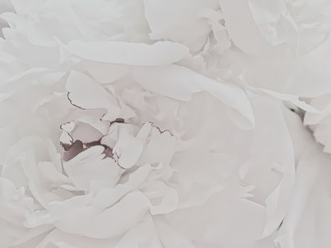 White peony flower as abstract floral background for holiday branding design