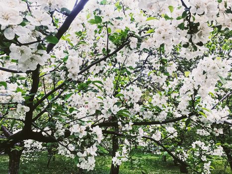 Blooming apple tree flowers in spring garden as beautiful nature landscape, plantation and agriculture scenery