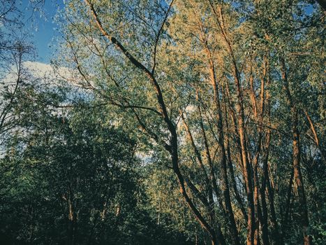 Mystery woods as wilderness landscape, amazing trees in green forest, nature and environment scenery